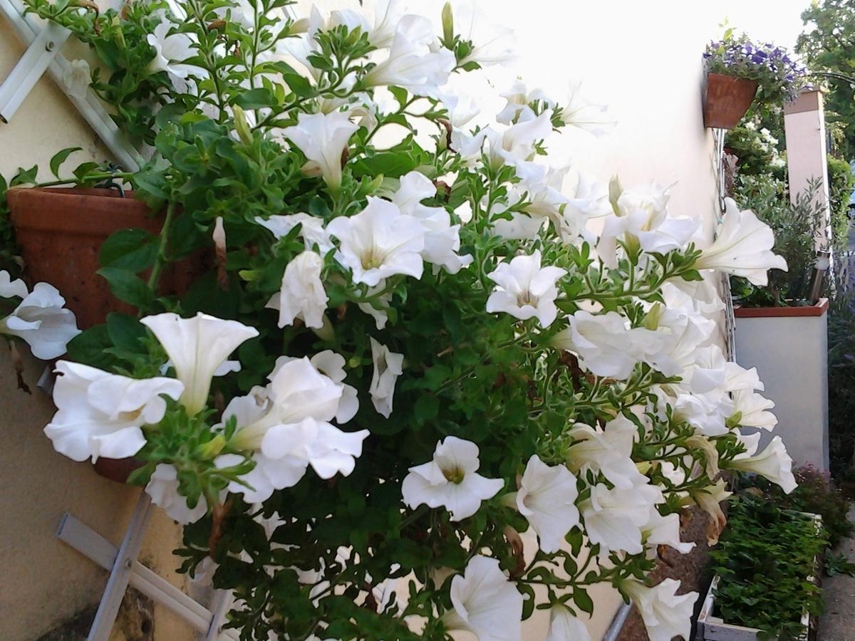Dolce Vita Valeggio sul Mincio Dış mekan fotoğraf